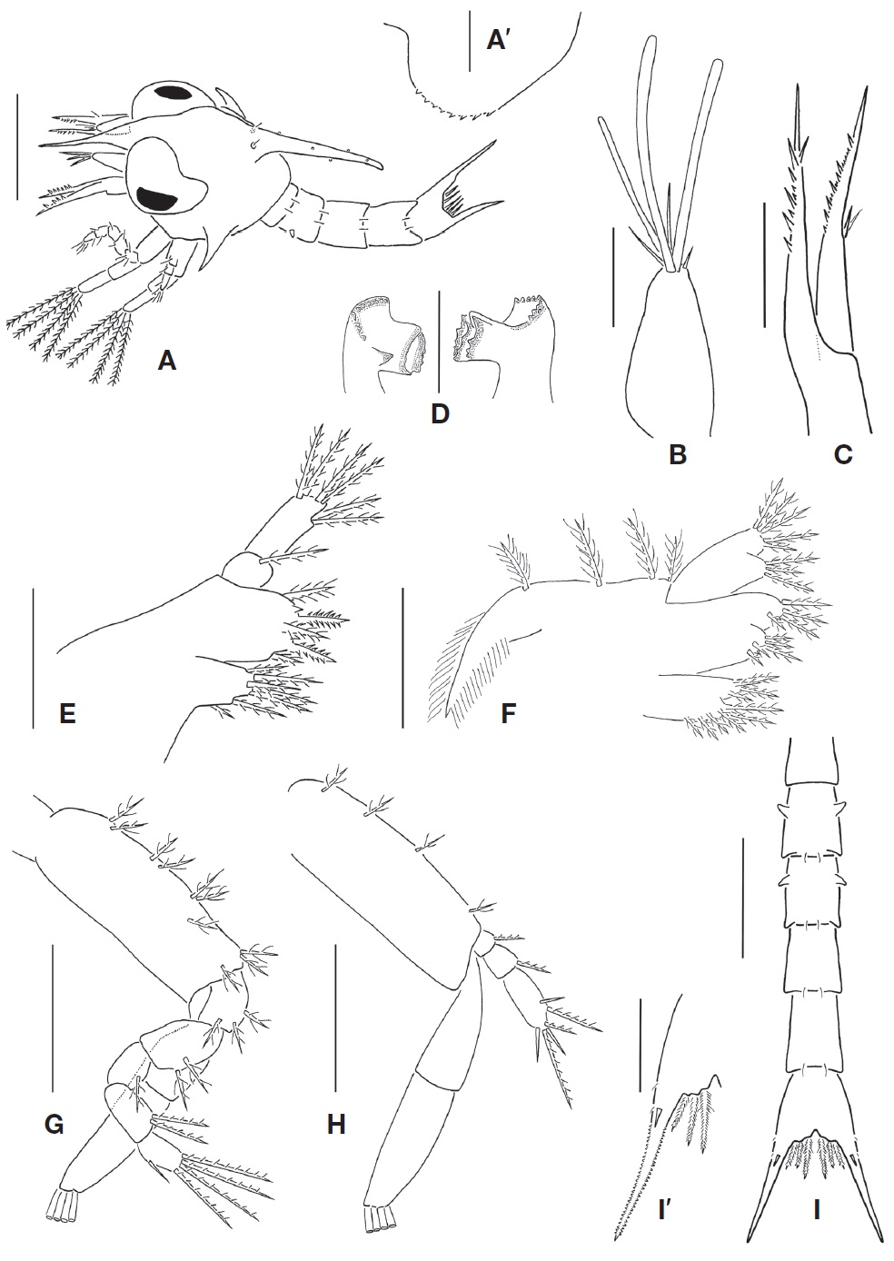 Parapanope euagora, first zoeal stage. A, Lateral view; A', Lateral expansion of carapace; B, Antennule; C, Antenna; D, Mandibles; E, Maxillule; F, Maxilla; G, First maxilliped; H, Second maxilliped; I, Dorsal view of abdomen and telson; I', Fork of telson. Scale bars: A=0.3 mm, I=0.2 mm, A', B-H, I'=0.1 mm.