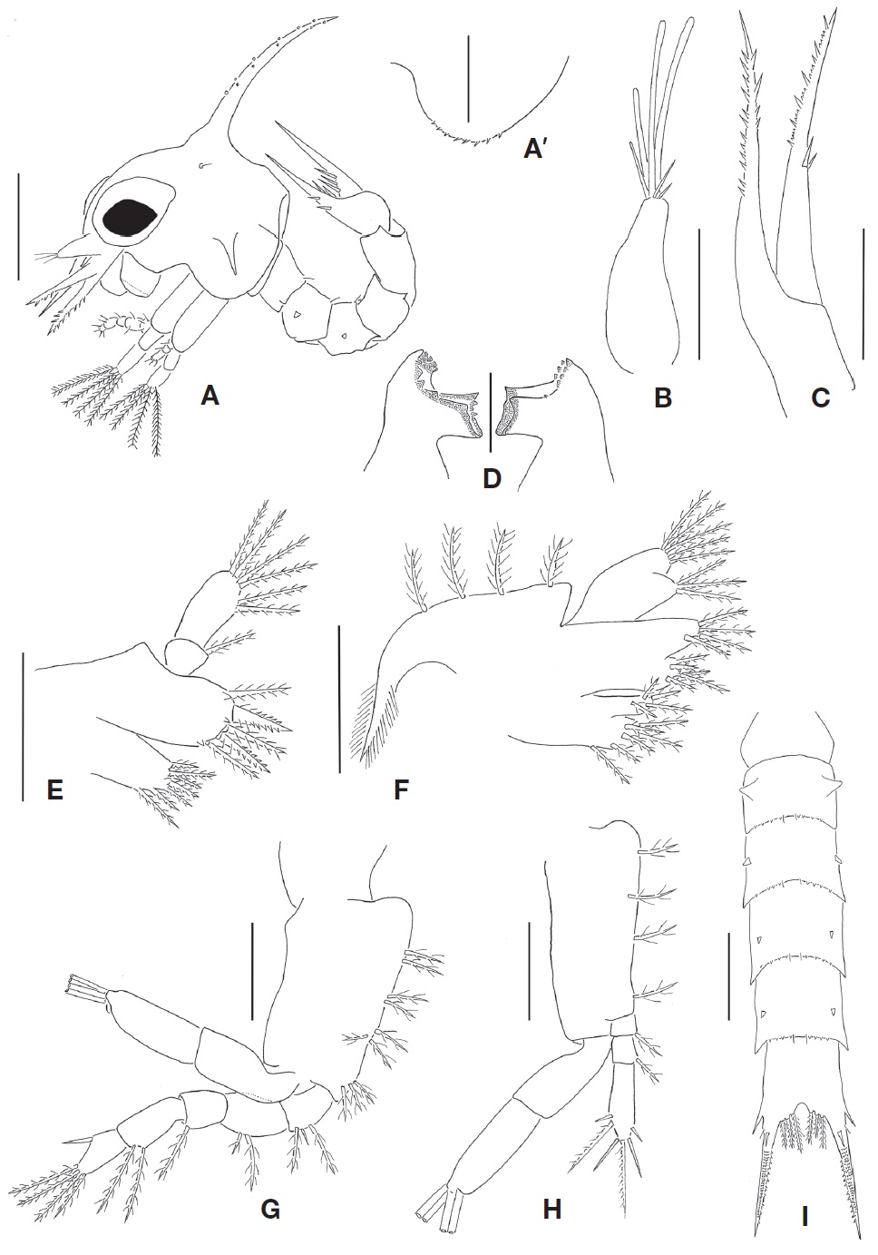 Halimede fragifer, first zoeal stage. A, Lateral view; A', Lateral expansion of carapace; B, Antennule; C, Antenna; D, Mandibles; E, Maxillule; F, Maxilla; G, First maxilliped; H, Second maxilliped; I, Dorsal view of abdomen and telson. Scale bars: A=0.3 mm, I=0.2 mm, A', B-H=0.1 mm.