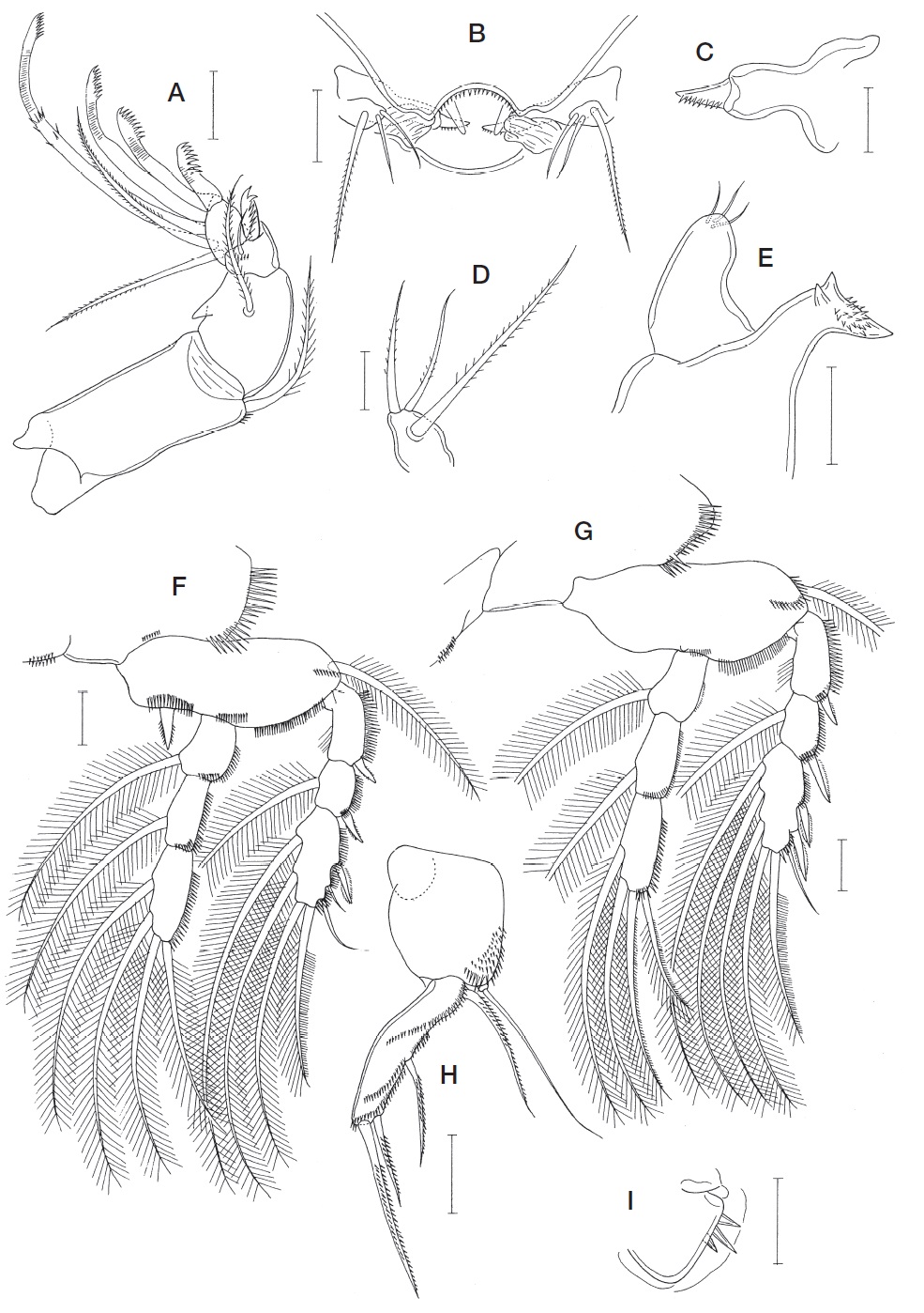 Echiuricopus aprilis n. sp., female. A, Antenna; B, Oral region; C, Mandible; D, Maxillule; E, Maxilla; F, Leg 1; G, Leg 2; H, Leg 5; I, Genital area. Scale bars: A, B, E-G, I=0.02 mm, C, D=0.01 mm, H=0.05 mm.