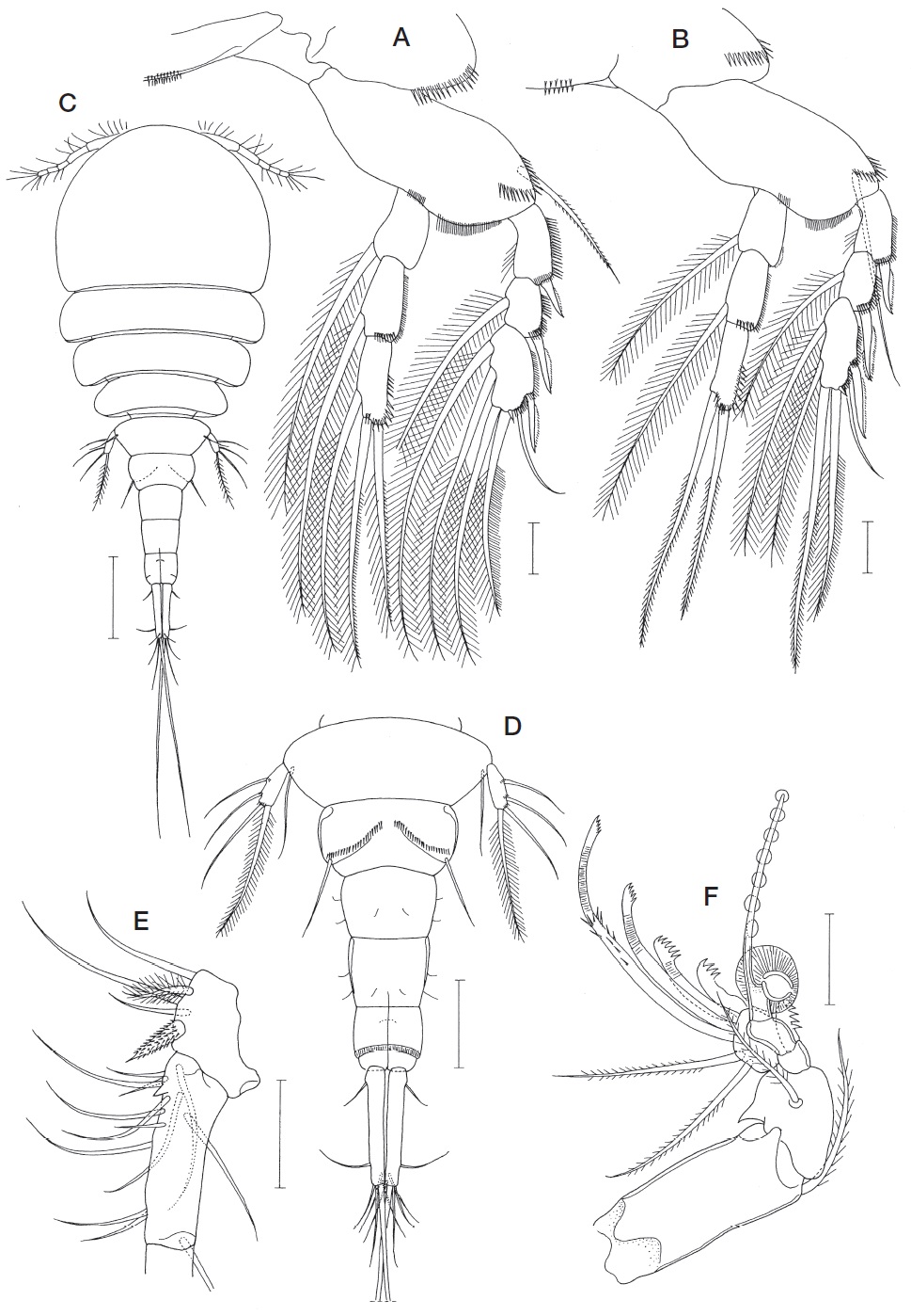 Echiuricopus aprilis n. sp. Female: A, Leg 3; B, Leg 4. Male: C, Habitus, dorsal; D, Urosome, ventral; E, Proximal part of antennule; F, Antenna. Scale bars: A, B, E, F=0.02 mm, C=0.1 mm, D=0.05 mm.