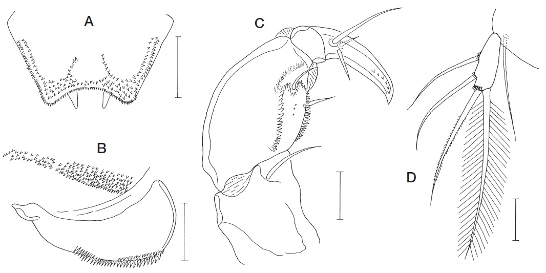 Echiuricopus aprilis n. sp., male. A, Labrum; B, Maxilla; C, Maxilliped; D, Leg 5. Scale bars: A-D=0.02 mm.