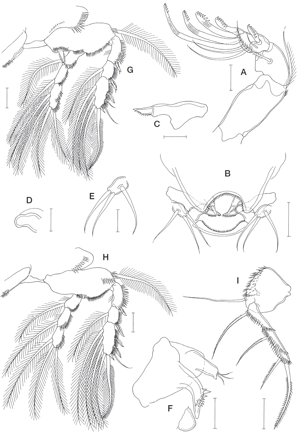 Echiuricopus tenuipes n. sp., female. A, Antenna; B, Oral region; C, Mandible; D, Paragnath; E, Maxillule; F, Maxilla and vestigial maxilliped; G, Leg 1; H, Leg 2; I, Leg 5. Scale bars: A, B, F-H=0.02 mm, C-E=0.01 mm, I=0.05 mm.