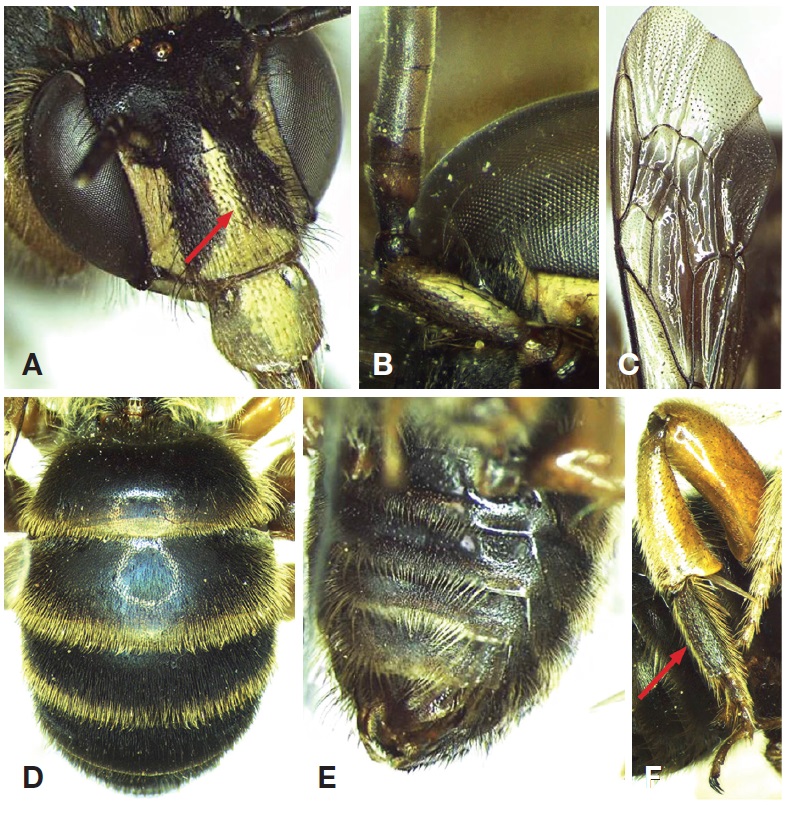 Elaphropoda percarinata, male. A, Head, laterfrontal view; B, Left antenna, scape and 1-4 flagellomeres; C, Right forewing, marginal and submarginal cells; D, Abdomen, dorsal view; E, Abdomen, laterventral view; F, Hind basitarsus.