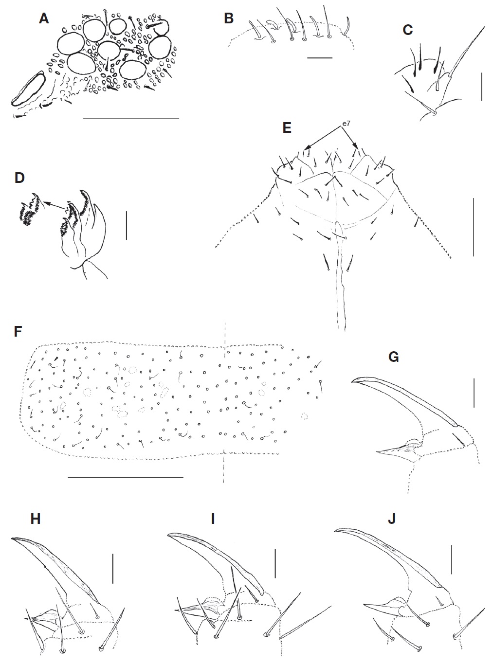 Pachyotoma takeshitai (Kinoshita, 1916). A, PAO and ocelli; B, Ant III organ; C, Maxillary outer lobe; D, Head of maxilla; E, Ventral chaetotaxy of head distal part; F, Dorsal chaetotaxy of Th II (chaetae only marked with circles); G, Claw and empodium of leg I; H, Claw and empodium of leg II; I, Claw and empodium of leg III; J, Claw and empodium of leg I in another specimen. Scale bars: A, E=0.05 mm, B-D, G-J=0.01 mm, F=0.1 mm.