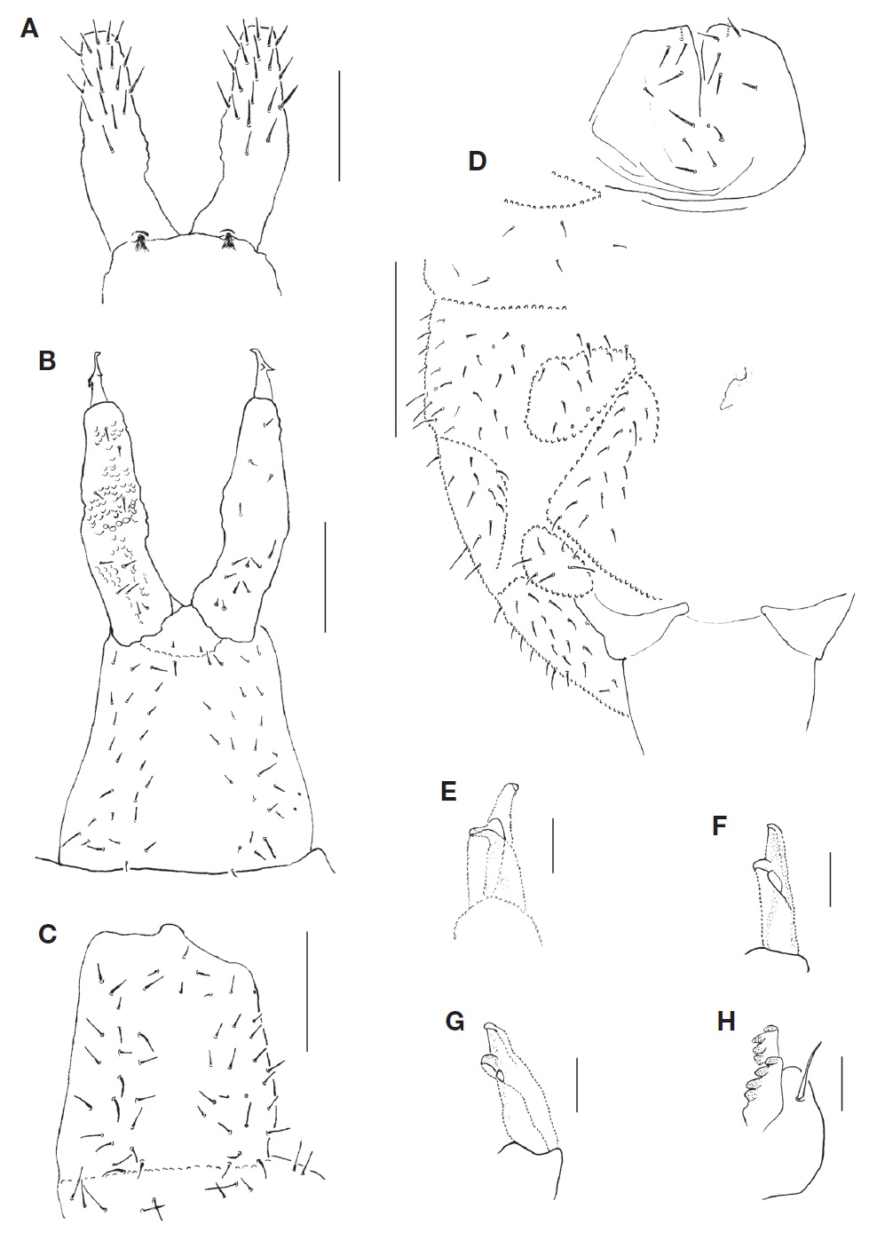 Pachyotoma takeshitai (Kinoshita, 1916). A, Dens, anterior side; B, Dens and manubrium, posterior side; C, Manubrium in another specimen; D, Ventral chaetotaxy of abdomen; E, Mucro (posterior view); F, Mucro of another specimen (posterior view); G, Other mucro of specimen in Fig. 3F (posterolateral view); H, Retinaculum. Scale bars: A-C=0.05 mm, D=0.1 mm, E-H=0.01 mm.