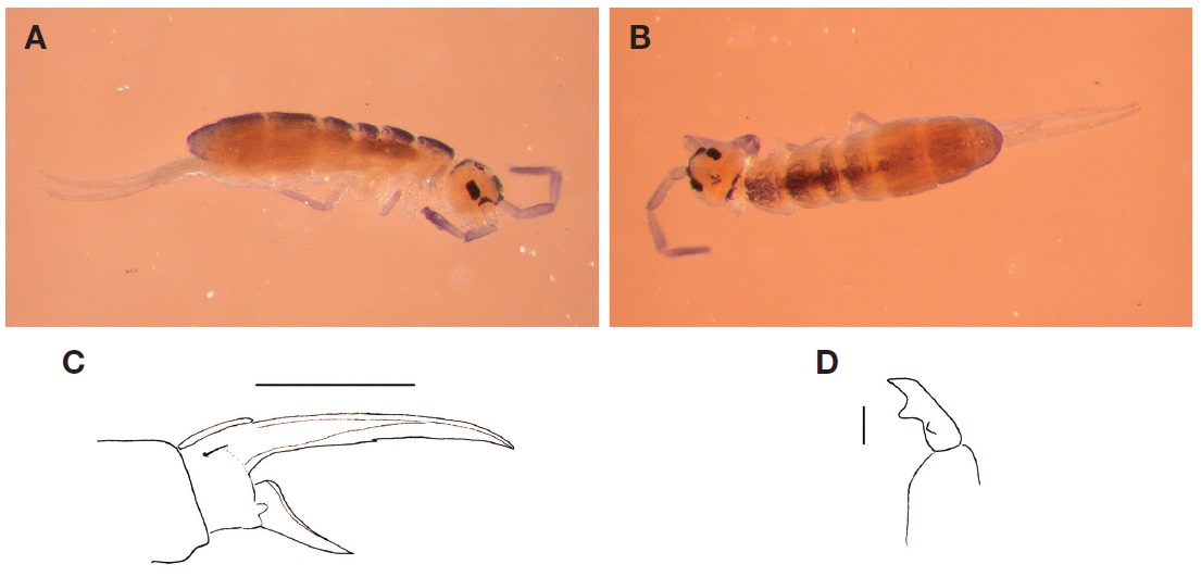 Agrenia agilis Fjellberg, 1986. A, Habitus, lateral view; B, Habitus, dorsal view; C, Claw of leg II; D, Mucro. Scale bars: C=0.05 mm, D=0.01 mm.