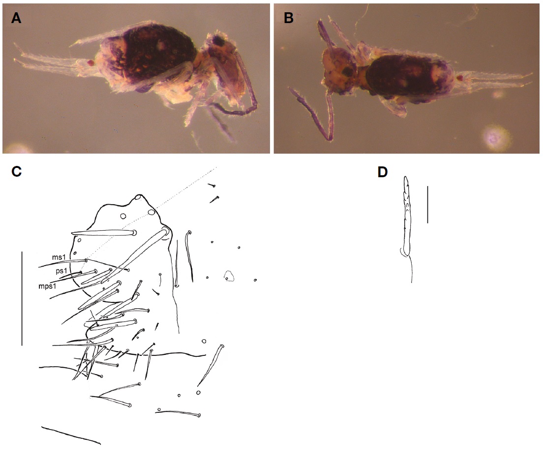 Ptenothrix setosa (Krausbauer, 1898). A, Habitus, lateral view; B, Habitus, dorsal view; C, Chaetotaxy of the posterior end of the body; D, Differentiated tibiotarsal chaeta on leg III. Scale bars: C=0.25 mm, D=0.05 mm.