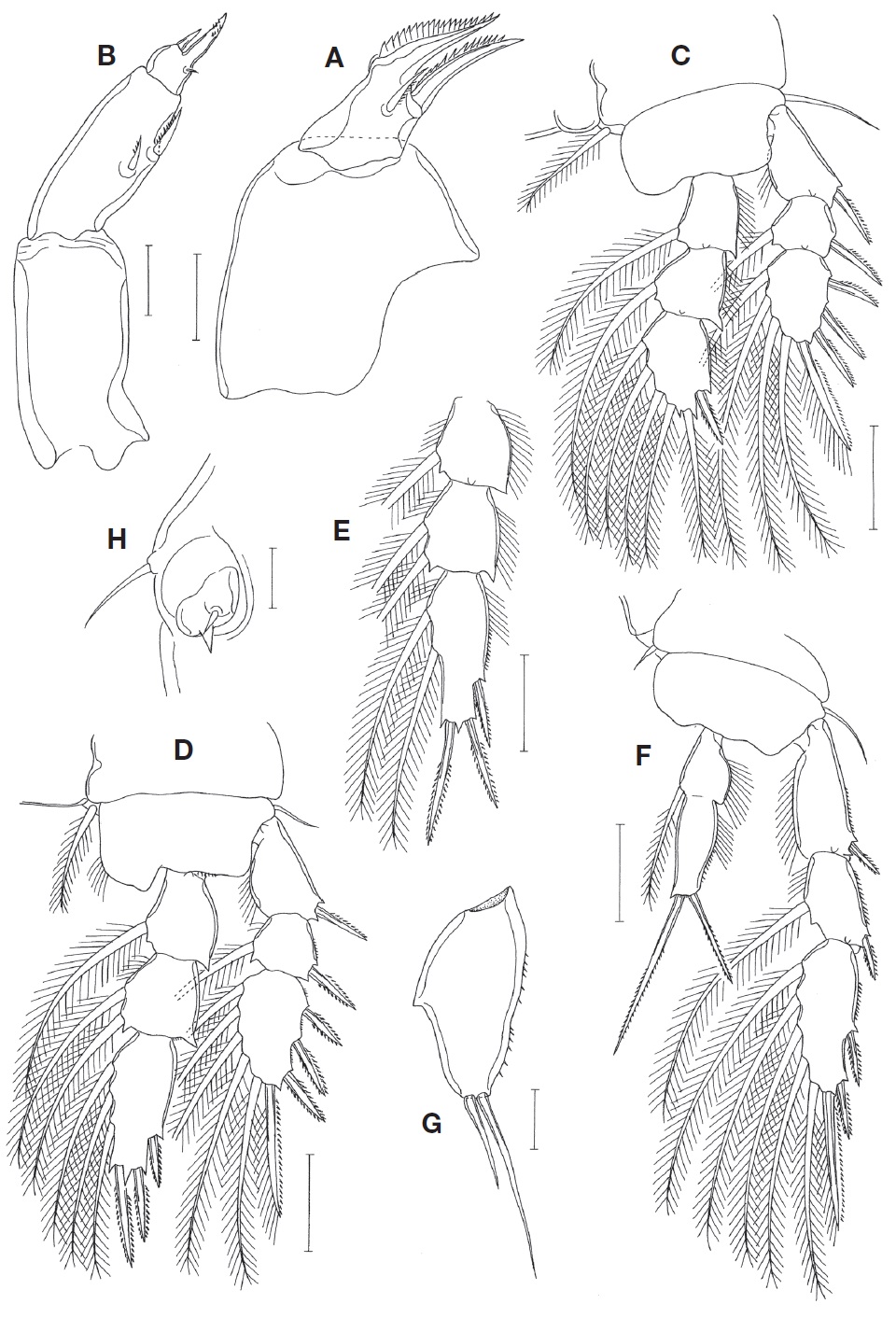 Telestacicola turgipes n. sp., female. A, Maxilla; B, Maxilliped; C, Leg 1; D, Leg 2; E, Leg 3 endopod; F, Leg 4; G, Leg 5 exopod; H, Left genital aperture. Scale bars: A, B, G, H=0.02 mm, C-F=0.05 mm.