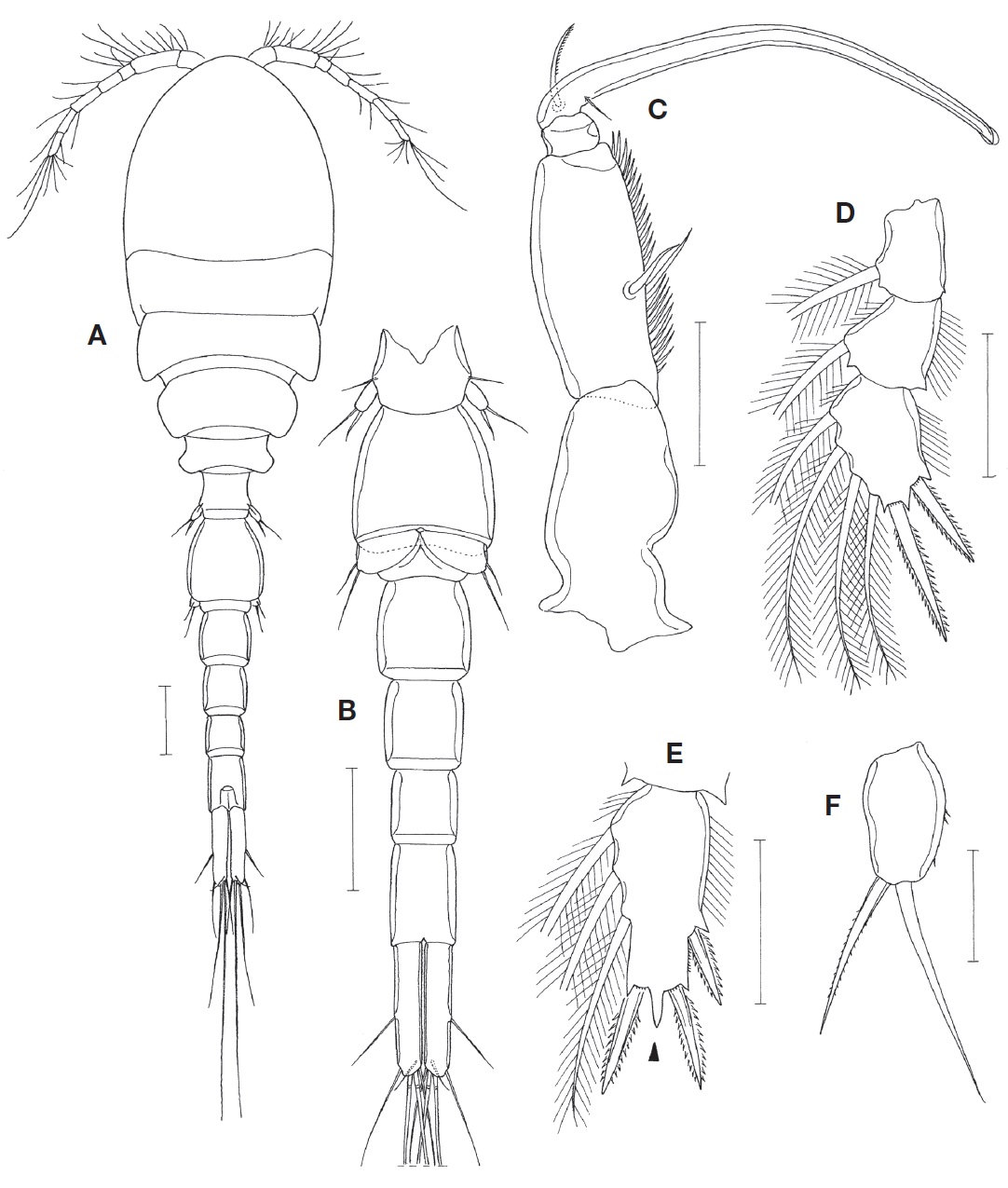 Telestacicola turgipes n. sp., male. A, Habitus, dorsal; B, Urosome, ventral; C, Maxilliped; D, Leg 1; E, Third endopodal segment of leg 2; F, Leg 5 exopod. Scale bars: A, B=0.1 mm, C-E=0.05 mm, F=0.02 mm.