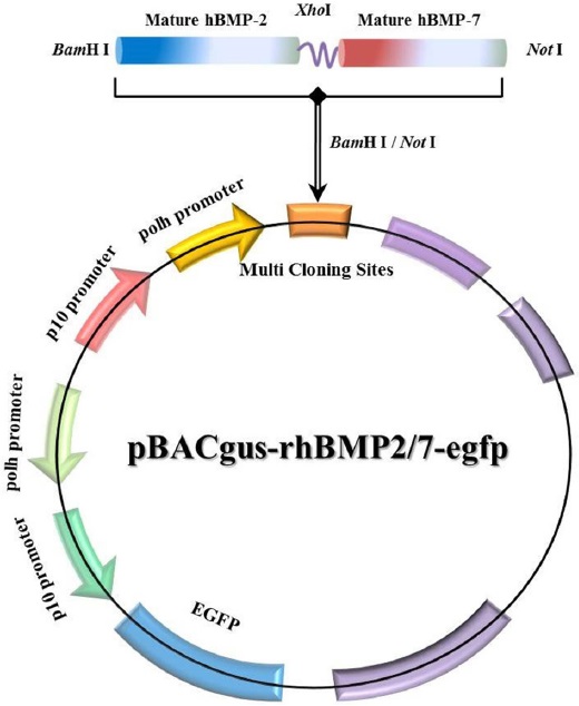 Construction of baculovirus transfer vector. We inserted the four glycine sequence between the mature forms of rhBMP-2 and rhBMP-7 genes to allow free bond rotation. The 762-bp fulllength cDNA was inserted into the pBAC-gus-rhBMP-2/7-egfp plasmid DNA using BamHI and XhoI restriction enzyme sites. The rhBMP-2/7 gene of the cloned plasmid DNA was under the control of thepolh promoter. Moreover, the secreted rhBMP-2/7 protein was tagged with 6× His amino acids for easy detection of the recombinant protein. The resulting plasmid is termed as pBAC-gus-rhBMP2/7-egfp.