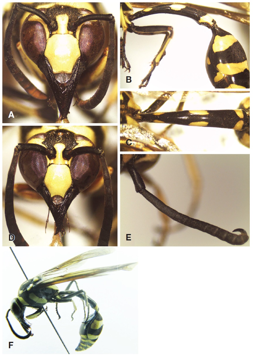Phimenes flavopictus (Blanchard). Female: A, Head in frontal view; B, Metasomal segment I and II in lateral view; C, TI in dorsal view. Male: D, Head in frontal view; E, Right antenna; F, Female habitus.