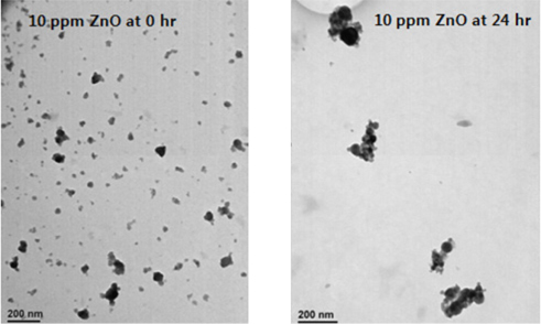 Result of TEM analysis of ZnO nanoparticles in synthesized sewage after 24 hr.