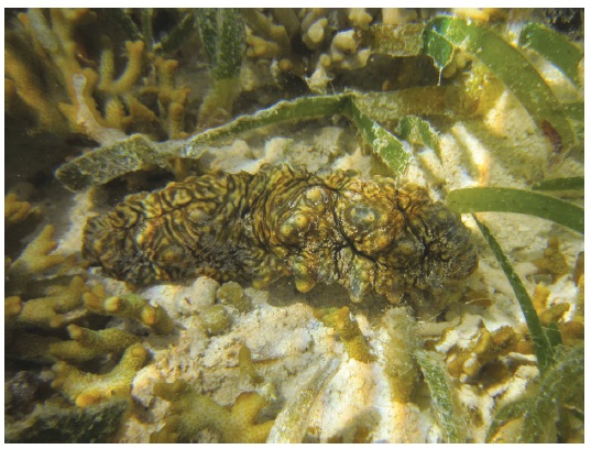 The sea cucumber Stichopus vastus, one of 16 found underneath the anemone Stichodactyla gigantea at Lelu, Kosrae, on 20 Jun 2014. Photo by Floyd E. Hayes.