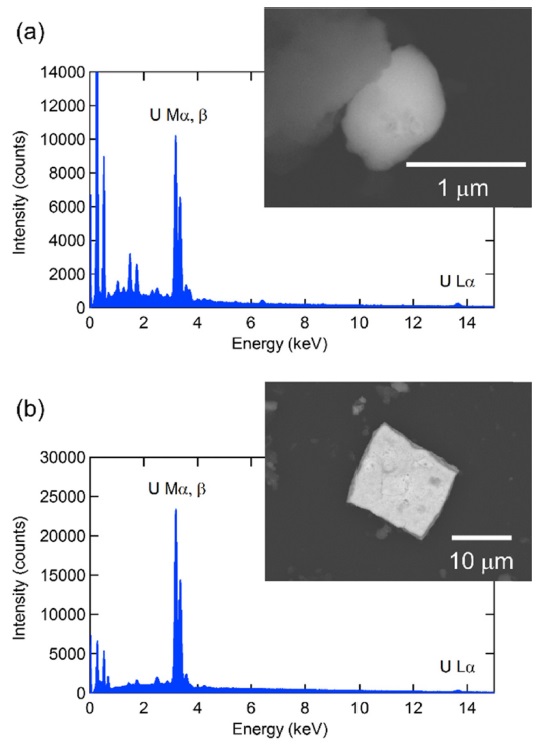 BSE images and EDX spectra of (a) the smallest and (b) the largest uranium particles identified by SEM-EDX. The acquisition time for each EDX spectrum was set at 200 s.
