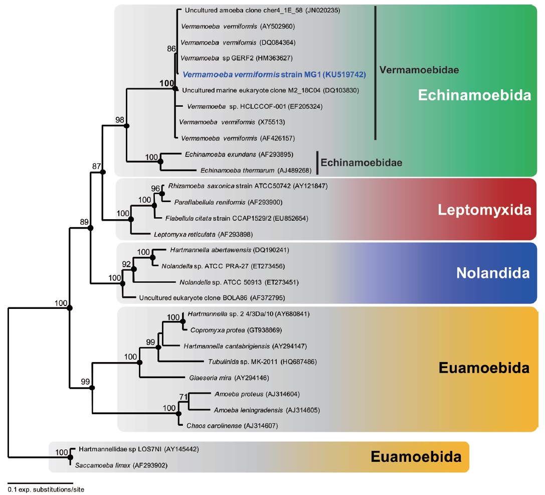 Maximum likelihood phylogenetic tree of 18S rRNA gene sequences in the Class Tubulinea (Amoebozoa) showing taxonomical position of Vermamoeba vermiformis strain MG1. Vermamoeba vermiformis strain MG1 belonged to the family Vermamoebidae in the order Echinamoebida. Bootstrap supports (>70%) from maximum likelihood analysis are shown at the nodes (10,000 replicates). Solid circles indicate a Bayesian posterior probability of 1.