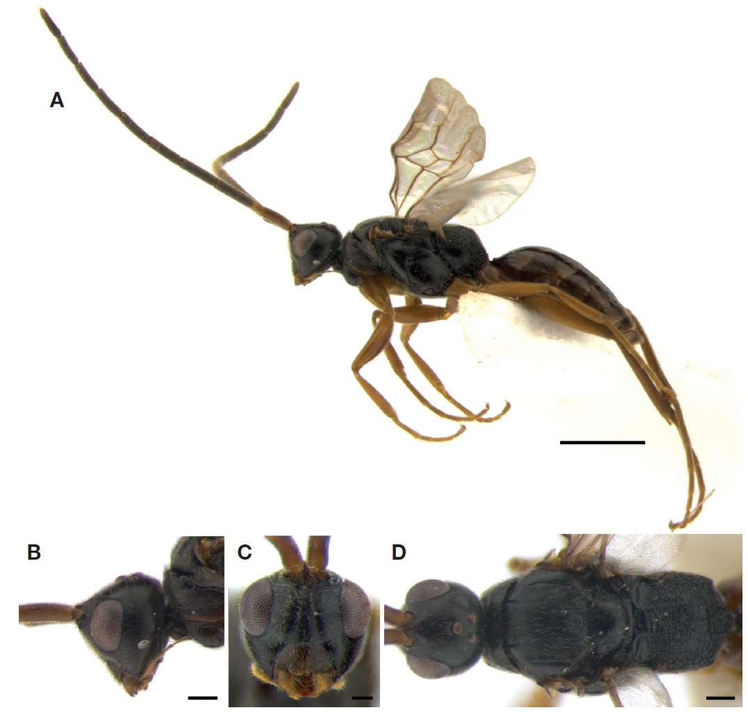 Embolemus hachijoensis Hirashima et Yamagishi, 1975 (male). A, Habitus in lateral view; B, Head in lateral view; C, Head in frontal view; D, Head and mesosoma in dorsal view. Scale bars: A=1.0 mm, B, D=0.2 mm, C=0.1 mm.