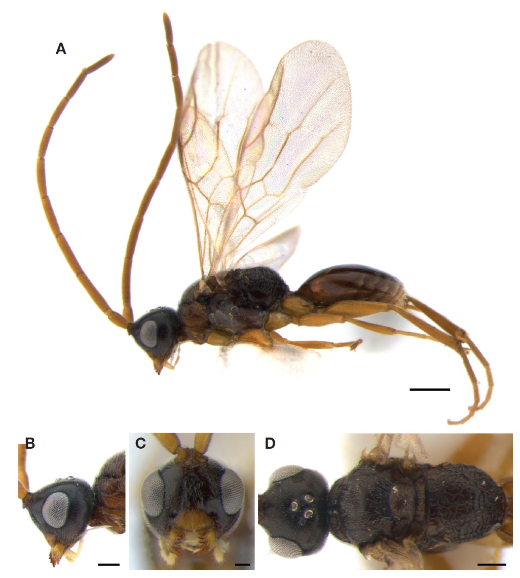 Embolemus pecki Olmi, 1997 (male). A, Habitus in latera view l; B, Head in lateral view; C, Head in frontal view; D, Head and mesosoma in dorsal view. Scale bars: A=0.5 mm, B, D=0.2 mm, C=0.1 mm.