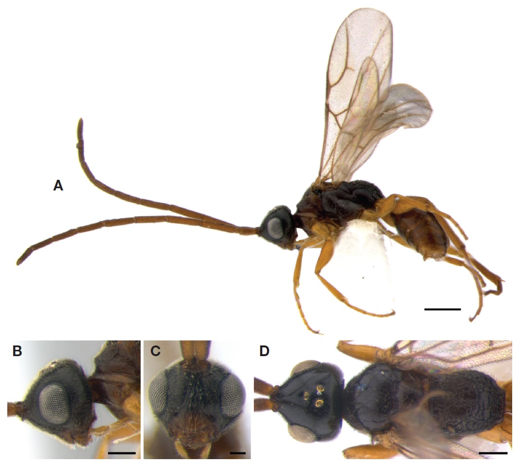 Embolemus sensitivus Xu, Olmi et Guglielmino, 2012 (male). A, Habitus in lateral view; B, Head in lateral view; C, Head in frontal view; D, Head and mesosoma in dorsal view. Scale bars: A=0.5 mm, B, D=0.2 mm, C=0.1 mm.