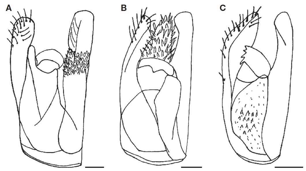 Male genitalia in dorsal view (right half removed). A, Embolemus pecki; B, E. sensitivus; C, E. hachijoensis. Scale bars: A-C=0.05 mm.
