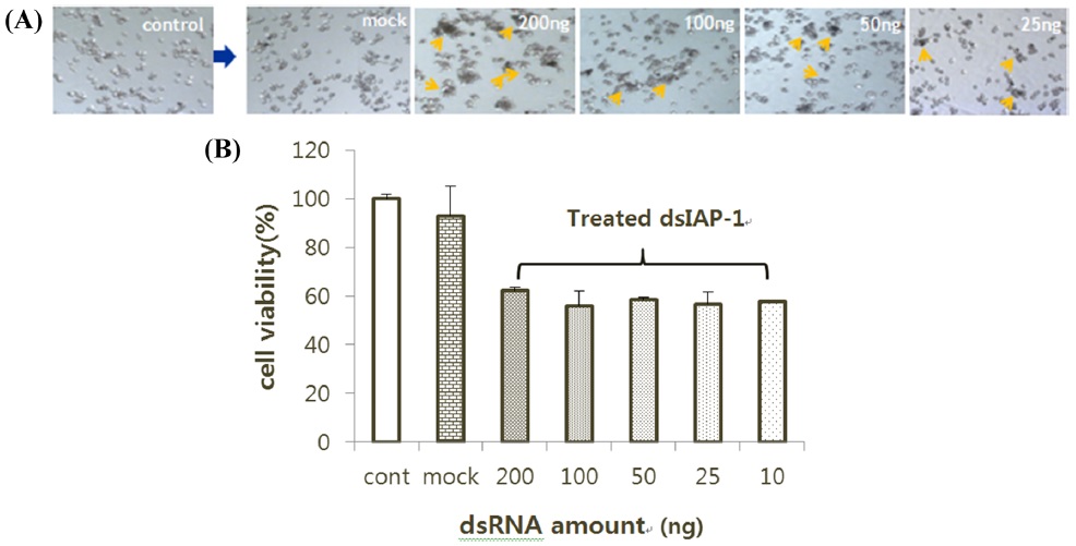 (A) BmN-SID-1 cells demonstrate rapid response upon the depletion of IAP-1. It treated different volume of dsIAP-1 separately. At 24 h of soaking, cells were observed under microscope. Arrows indicate the apoptotic phenotype induced by the depletion of IAP-1. (B) MTS assay that treated only dsIAP-1 (n=6)