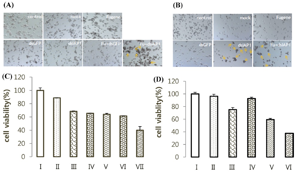 (A) BmN4 cells and (B) BmN-SID-1 demonstrate rapid response upon the depletion of IAP-1. (A) At 24 h of transfection, cells were observed under microscope. Arrows indicate the apoptotic phenotype induced by the depletion of IAP-1. (I: control, II: mock, III: Fugene HD, IV: dsGFP, V: dsIAP-1, VI: Fugene HD+dsGFP, VII: Fugene HD+dsIAP-1). (B) At 24 h of transfection, cells were observed under microscope. Arrows indicate the apoptotic phenotype induced by the depletion of IAP-1. (I: control, II: mock, III: Fugene HD, IV: dsGFP, V: dsIAP-1, VI: Fugene HD+dsIAP-1). (C) MTS assay, VII cell viability is the lowest and consequence that induced by the depletion of IAP-1 (n=6). (D) MTS assay, VI cell viability is the lowest and consequence that induced by the depletion of IAP-1 (n=6).