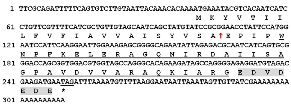 Nucleotide and deduced amino acid sequences of the cDNA encoding for the cecropin-like peptide (CLP) of P. xuthus. The putative mature protein sequence is underlined and an asterisk indicates the terminated codon. The solid arrow indicates the putative cleavage sites for the signal peptide. The C-terminal acidic pro-region is highlighted in gray.