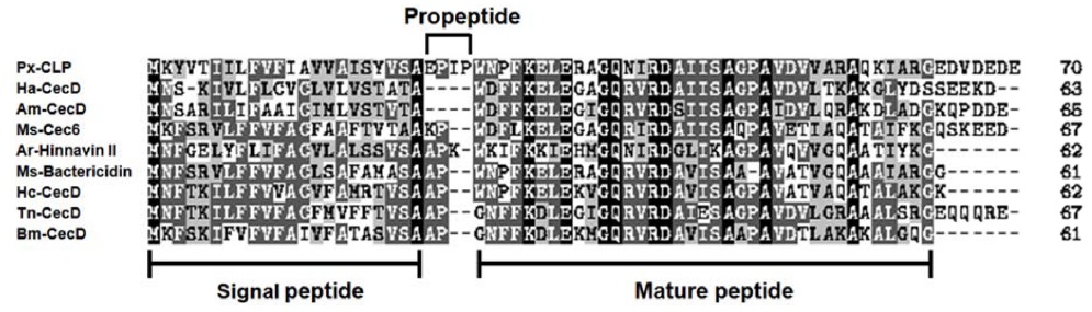 Amino acid sequence alignment among P. xuthus cecropin-like peptide (Px-CLP) precursor and other typical cecropin D precursors from lepidopteran insects. Ha-CecD, cecropin D from Helicoverpa armigera (EU041763); Am-CecD, cecropin D from Antheraea mylitta (ABG72696); Ms-Cec6, cecropin6 from Manduca sexta (CAL25128); Ar-Hinnavin II, Artogeia rapae hinnavin II (AAT94287); Ms-Bactericidin, M. sexta bactericidin (AAA29306); Hc-CecD, cecropin D from Hyalophora cecropia (AAA29186); Tn-CecD, cecropin D from Trichoplusia ni (ABV68873); Bm-CecD, cecropin D from Bombyx mori (BAA31507). Multiple sequence alignment was performed using CLUSTALW program.