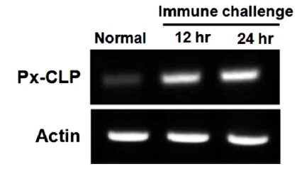 RT-PCR analysis of P. xuthus cecropin-like peptide (Px-CLP) gene transcription in native larvae and the LPS-challenged larvae 12 h and 24 h post-injection. The gene for Actin was used as a control.