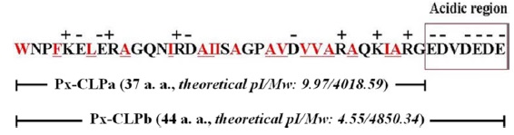 The schemes of synthetic Px-CLPa with a 37-residue (theoretical mass of 4018.59) and Px-CLPb with a 44-residue (theoretical mass of 4850.34). Charged residues are indicated by + or ？ above the amino acid sequences. Hydrophobic residues are in red, hydrophobic residues on the same surface are underlined.