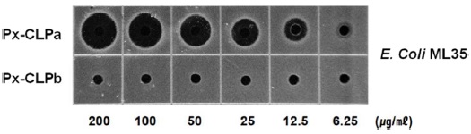 Radial diffusion assays for antibacterial activity of synthetic Px-CLPa and Px-CLPb against E. coli ML35. The analyzed samples were introduced as a series of five serial two-fold dilution (concentration from 200 to 6.25 μg/mL). Bacteria were grown overnight at 37 ℃.
