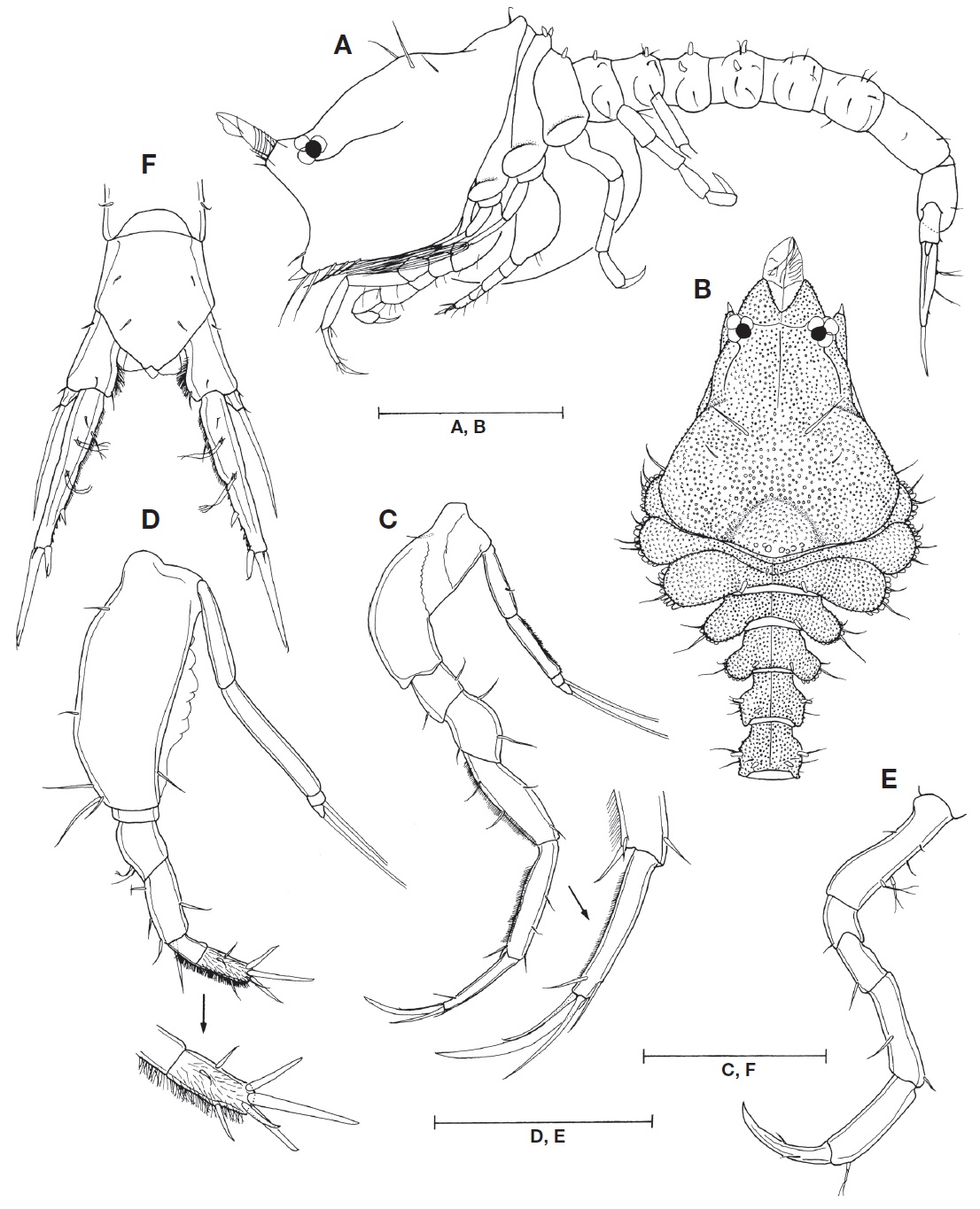 Nannastacus nyctagineus Gam？, adult female: A, Habitus, lateral view; B, Cephalothorax and pleonites, dorsal view; C, Pereopod 1; D, Pereopod 2; E, Pereopod 3; F, Pleonite 6 and uropods. Scale bars: A, B=0.4 mm, C-F=0.2 mm.