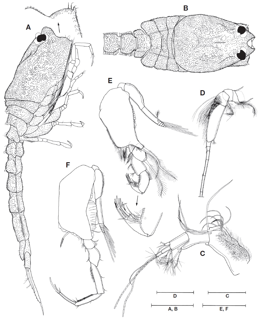 Nannastacus nyctagineus Gam？, adult male: A, Habitus, lateral view; B, Cephalothorax and pleonites, dorsal view; C, Antenna 1; D, Antenna 2; E, Maxilliped 3; F, pereopod 1. Scale bars: A-C, E, F=0.3 mm, D=0.2 mm.