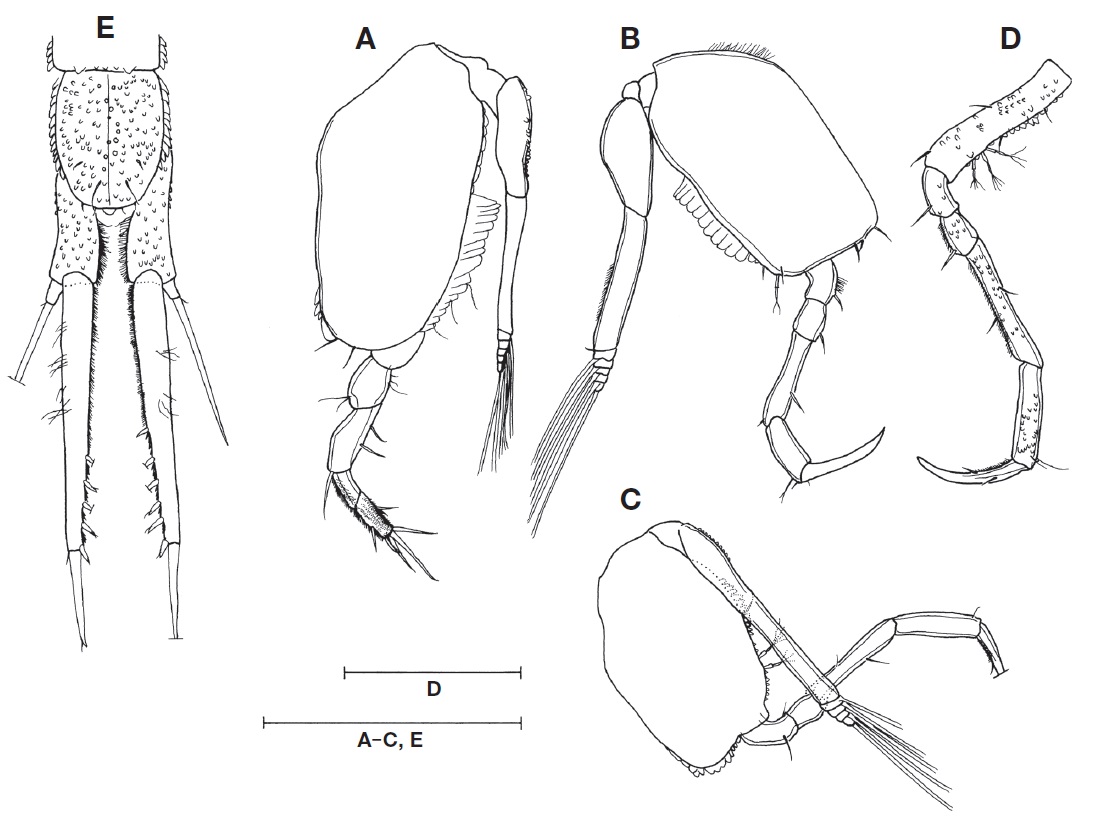 Nannastacus nyctagineus Gam？, adult male: A, Pereopod 2; B, Pereopod 3; C, Pereopod 4; D, Pereopod 5; E, Pleonite 6 and uropods. Scale bars: A-E=0.2 mm.