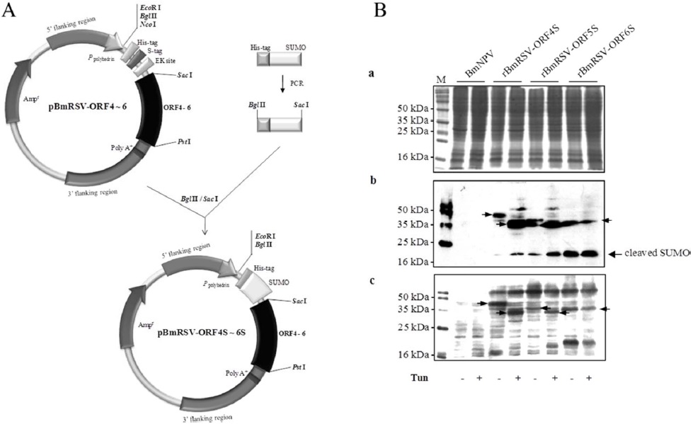 Construction of the expression plasmid with SUMO fusion (A) and expression of the PRRSV structural protein in Bm5 cells (B). The cells were infected in the absence or presence of 5 μg/mL of tunicamycin with the wild type BmNPV or rBmRSV-ORF4S, rBmRSV-ORF5S, and rBmRSV-ORF6S and harvested at 3 d post-infection. Proteins were separated on a 12% SDS-PAGE (a), transferred to nitrocellulose membranes for Western blot analysis and reacted with 6xHis tag (b) and porcine anti-PRRSV antibodies (c). M, protein size marker and BmNPV, wild type BmNPV. The recombinant proteins and the cleaved SUMO proteins are indicated with arrows.