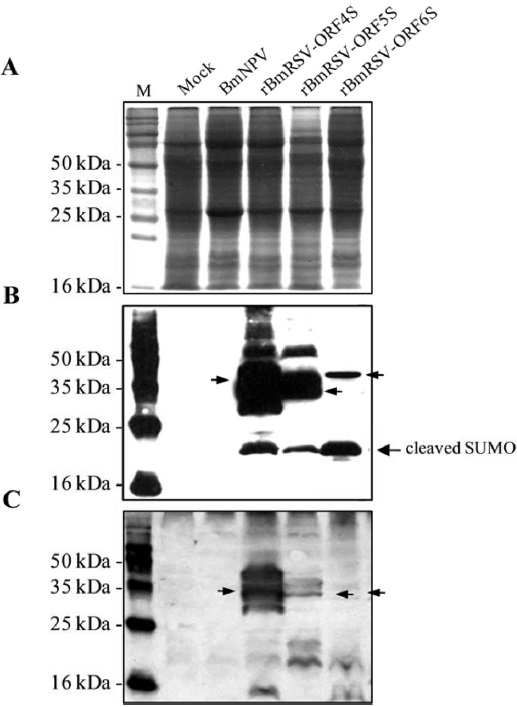 Expression of the SUMO fusion protein in the fat body of B. mori larvae. Individual silkworm larvae on the first day of the 5th instar were injected with the wild type BmNPV or rBmRSV-ORF4S, rBmRSV-ORF5S, and rBmRSV-ORF6S. At 3 to 5 d post-injection, the fat bodies were collected by dissection and homogenized in lysis buffer. Proteins were separated on a 12% SDS-PAGE (A), transferred to nitrocellulose membranes for Western blot analysis and reacted with 6xHis tag (B) and porcine anti-PRRSV antibodies (C). M, protein size marker; Mock, mock-infected cells and BmNPV, wild type BmNPV. The recombinant proteins are indicated with arrows.