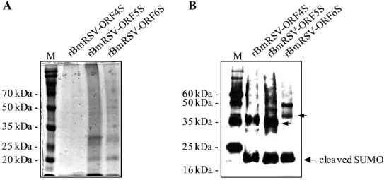 Purification of the SUMO fusion protein in the fat body of B. mori larvae. 6xHis-tagged fusion protein was purified from rBmRSV-ORF4S, rBmRSV-ORF5S, and rBmRSV-ORF6S-injected B. mori larvae using the Ni-NTA spin kit under denaturing conditions. Proteins were separated on a 12% SDS-PAGE (A), transferred to nitrocellulose membranes for Western blot analysis and reacted with 6xHis tag (B). M, protein size marker. The recombinant proteins are indicated with arrows.