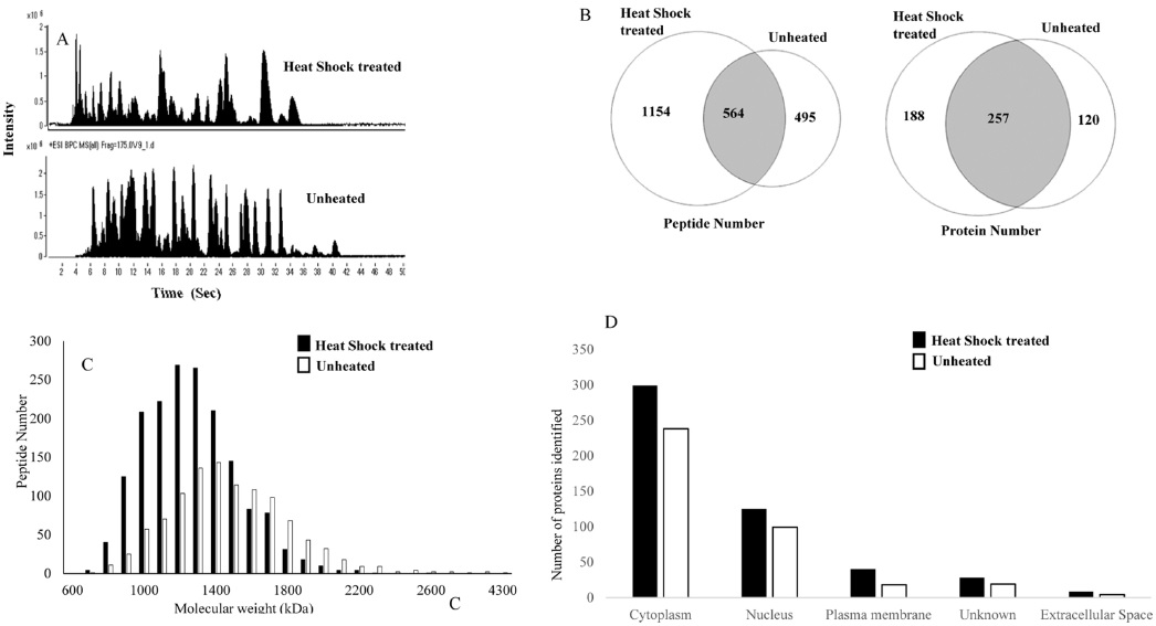 Identification of peptides and proteins in heated and unheated A549 cells. (A) Shows the Base Peak Chromatogram (BPC) of eluted peptide from heated and unheated samples, (B) Overlapping of peptides and proteins between samples treated with and without heat shock (C) Peptide mapping with corresponding molecular weight distribution for the identified peptides from A549 cells processed with and without heat (D) Intracellular localization of identified peptide from heated and unheated samples.