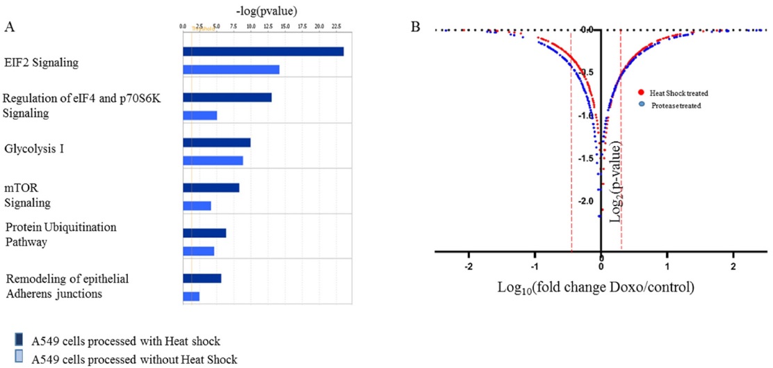 Differentially expressed proteins identified between heat shock treated and untreated samples. (A) Pathway analysis using ingenuity software, (B) Volcano plot showing log10(fold change doxo/control) versus log2(p-value).