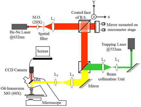 Schematic of experimental optical trapping set-up in combination with custom-built Michelson interferometer for reflection phase-microscopy of RBC. BS: beam splitter; DM: dichroic mirror.