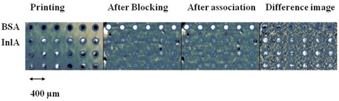 OI-RD images of the microarray after printing, blocking, and association. The final difference image is obtained by subtracting the image after blocking from the image after association.