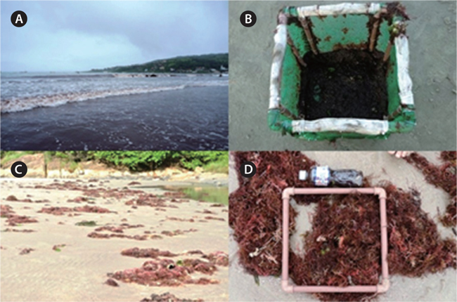 General aspect of red algal bloom and sampling procedures. (A) Floating algae at Garopaba Center Beach. (B) Cube used for sampling floating material in bloom at Garopaba Center Beach. Note the cube corners made from PVC tubing and the sides were filled with canvas screen with 0.5 mm porosity. (C) Appearance of algal material deposited on the sand of Vigia Beach. (D) PVC Square (30 × 30 cm) utilized to collect samples at the Vigia Beach (wrack and rocky shore zones).