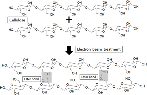Cross-linking mechanism of cellulose by electron-beam stabilization.