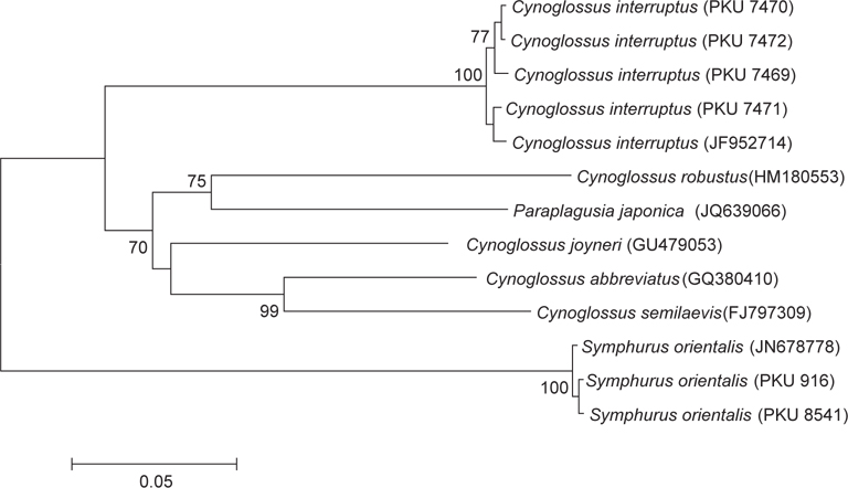 Neighbor-joining tree of the mitochondrial DNA for Cynoglossus interruptus, Symphurus orientalis, and comparative Cynoglossidae species. Numbers at branches indicate bootstrap probabilities in 10,000 bootstrap replications. Bar indicates genetic distance of 0.05.