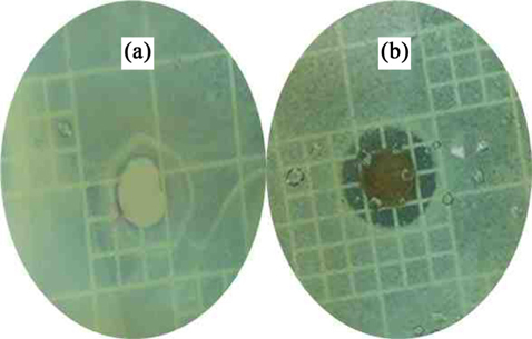 Bactericidal activity of Escherichia coli, exposed to polyacrylonitrile (PAN) nanofiber (a) and PAN/Ag3VO4 composite nanofiber (b).