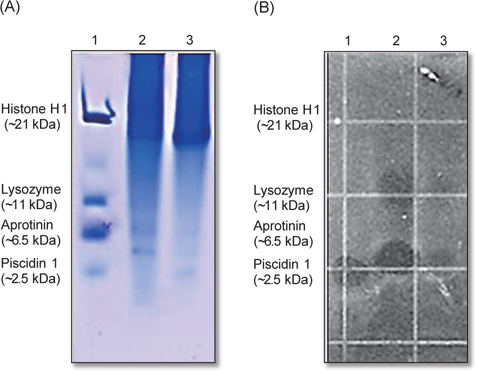 AU-PAGE gel overlay assay of gill and mantle extract against E. coli D31. (A) AU-PAGE run and stained with Coomassie Brilliant Blue R-250. Lane 1, molecular weight markers: 3 μg of human histone H1, 2 μg of human lysozyme, 1 μg of aprotinin, and 1 μg of piscidin 1, lane 2: 20 μL of gill extract, lane 3: 20 μL of mantle extract. (B) AU-PAGE gel overlay assay of gill and mantle extract against E. coli D31.