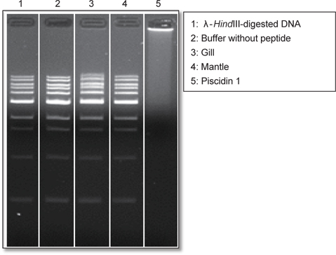 Gel retardation analysis or the binding of gill or mantle extract to DNA. Binding of extract to DNA was assessed by measuring the retardation of commercial molecular weight marker λ-HindIII-digested DNA (50 ng) migration through an agarose gel. Lane 1: λ-HindIII-digested DNA(50 ng), lane 2: negative control, 0.0.1% HAc, lane 3: gill extract, lane 4: mantle extract, lane 5: positive control, piscidin 1 1 μg.