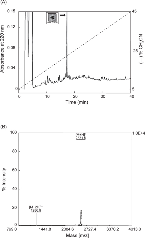 Final purification and molecular weight determination of the purified peptide. (A) Final purification of the peak purified in Fig. 6 (B) and antimicrobial activity of the purified peak against B. subtilis KCTC1021 (inset). Scale bar indicates 5 mm. The peak was purified with a CapCell-Pak C18 column using a linear gradient of 5->45% CH3CN in 0.1% TFA for 40 min at a flow rate of 1 mL/min. The eluate was monitored at 220 nm. (B) The molecular weight of the purified peptide was determined using an UltrafleXtreme MALDI-TOF mass spectrometer equipped with a pulsed smart beam II in linear mode. MALDI-TOF mass spectrum showed the singly and doubly charged species. The molecular weight of the purified peptide is 2571.9 Da.