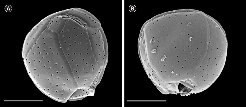 Scanning electron microscopy images of Coolia santacroce (Cos1503-2) collected from Nassau, Bahamas in epithecal view (A) and hypothecal view (B). Scale bars represent: A & B, 10 μm.