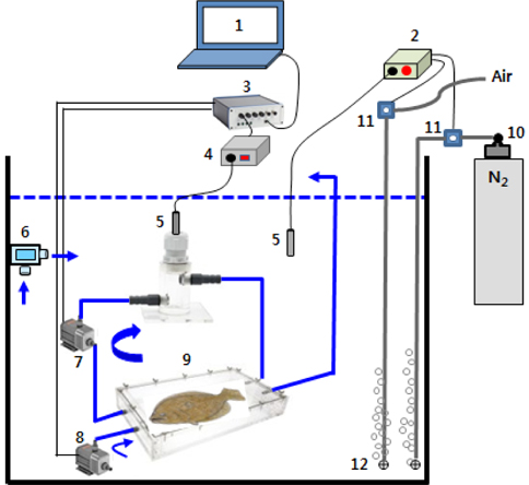 Schematic (not to scale) of apparatus used to measure oxygen consumption and to maintain different oxygen levels in olive flounder Paralichthys olivaceus. Arrows indicate directions of water flow. 1: PC for control and data storage, 2: DO meter and solenoid valve (SV) relay, 3: pump relay, 4: DO meter and A/D convertor, 5: oxygen probe and flow-through probe chamber, 6: circulation pump of ambient water, 7: recirculation pump, 8: flush pump, 9: respiratory chamber, 10: N2 regulator, 11: SV of air and N2, 12: disperser of air and N2.