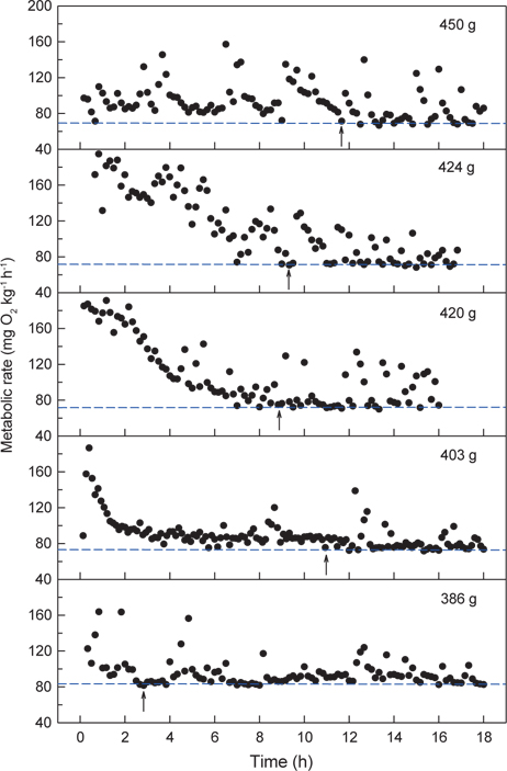 Metabolic rate (MO2) data collected during 16-18 h period and used to estimate the standard metabolic rate (SMR) and routine metabolic rate (RMR) of the olive flounder Paralichthys olivaceus at normoxic water and 20℃. The horizontal dotted lines indicate SMR calculated as the mean of the six (equals 1 h) lowest measurements following the elevated MO2 by initial handling stress. The arrows represent the point in time which MO2 of the fish were stabilized after the initial stress, and numeric values are the flounder's body weight.
